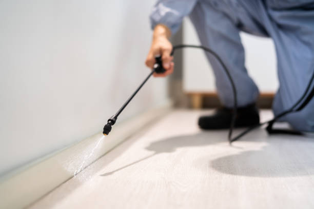 Licensed Termite Control service in Ball Pond, CT - Nex Pest Control