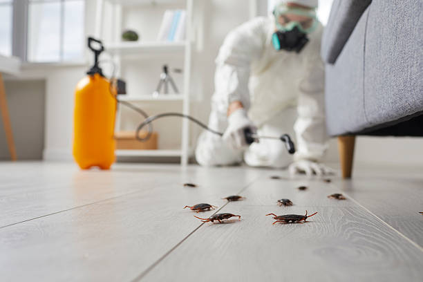 Affordable Termite Control solutions in Ball Pond, CT